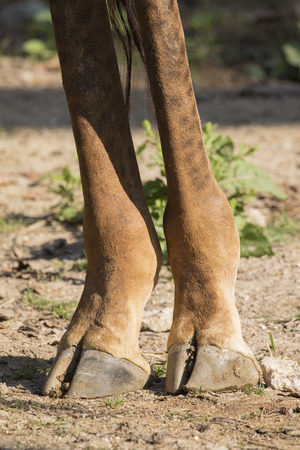 Image of a foot giraffe on aground. Wild Animals.の写真素材