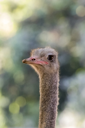 Image of an ostrich head on nature background. Wild Animals.の写真素材