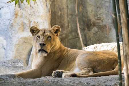 Image of a female lion on nature background. Wild Animals.の写真素材