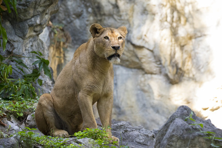 Image of a female lion on nature background. Wild Animals.の写真素材
