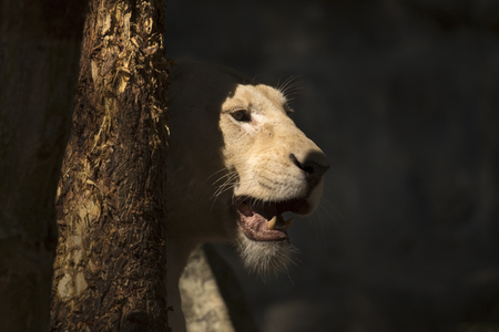 Image of a female lion on nature background. Wild Animals.