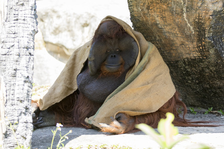 Image of a big male orangutan orange monkey. Wild Animals.の写真素材
