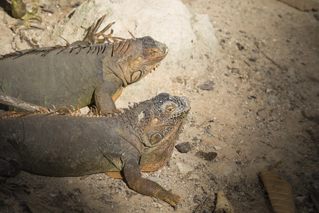 Image of a iguana on nature background. Wild animals.の写真素材