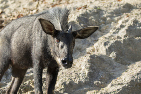 Image of chamois on the rocks in thailand. Wild Animals. ( Sumatran serow )の写真素材