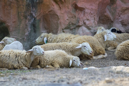 Image of a brown sheep relax on nature background in thailand. Farm animalの写真素材