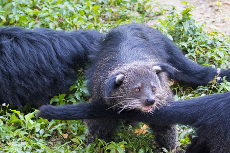 Image of a binturong or bearcat  on nature background. Wild animals.の写真素材
