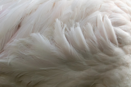 Flamingo feathers, Abstract background Fur. wild animals.の写真素材