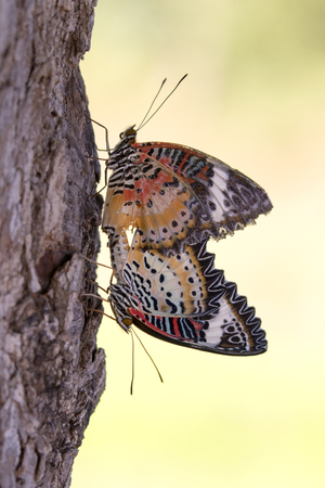 Image of two butterflies on nature background. Insect Animals.の写真素材