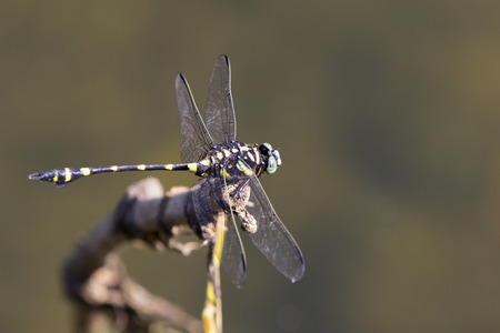 Image of dragonfly perched on a tree branch on nature background. Insect Animals.の写真素材