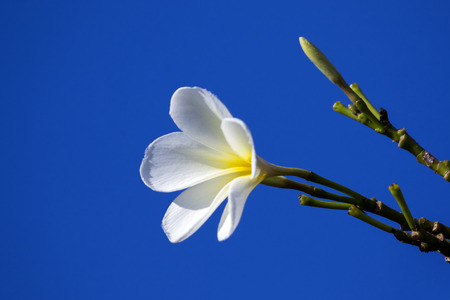 Image of tropical flowers frangipani (plumeria)  on blue background.の写真素材