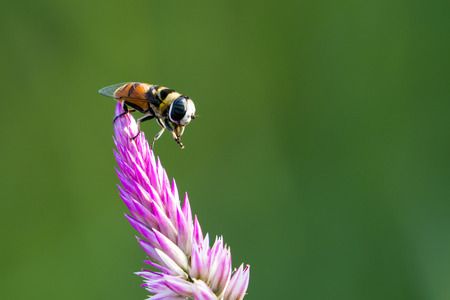Image of bee perched on flower on nature background. Insect Animals.