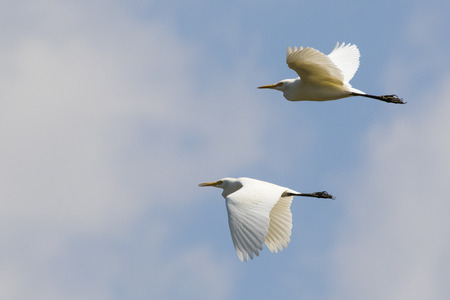Image of egret flying in the sky. Heron. Wild Animals.の写真素材