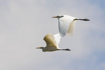 Image of egret flying in the sky. Heron. Wild Animals.の写真素材