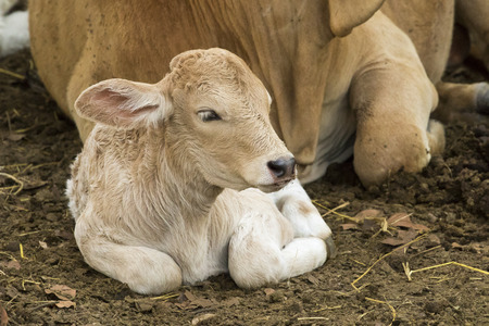 Image of calf on nature background. Farm Animam.の写真素材