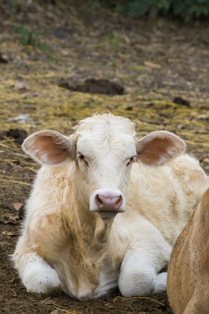 Image of a cow relax on nature background. Farm Animam.の写真素材