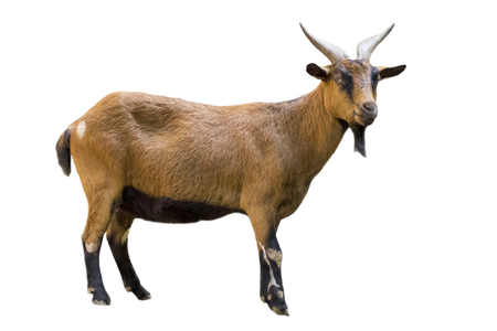 Image of a brown goat on white background. Farm Animals.の写真素材