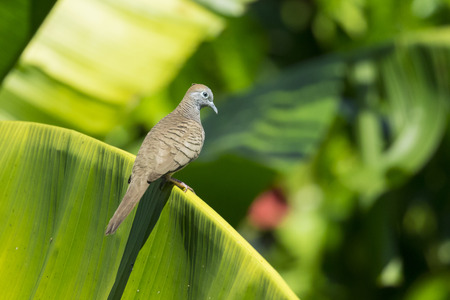 Image of dove perched on a green leaf. Birdの写真素材