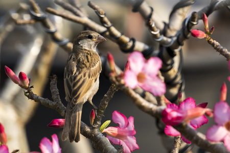 Image of sparrow on nature background. Birdの写真素材