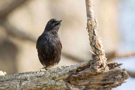 Image of birds perched on the branch. Wild Animals. Pied Bushchat ( Saxicola caprata )の写真素材