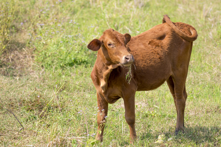 Image of brown cow on nature background. Farm Animal.の写真素材