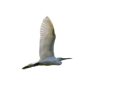 Image of egret flying. Heron. Wild Animals.の写真素材
