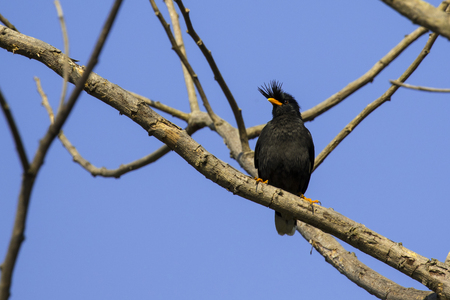 Image of bird (White vented myna, Acridotheres grandis) on the branch on sky background. Wild Animals.の写真素材
