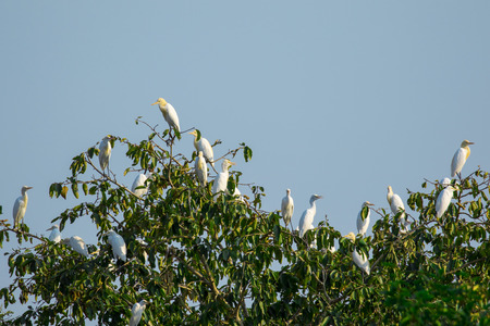 Image of flocks of egrets on the trees. Wild Animals.の写真素材