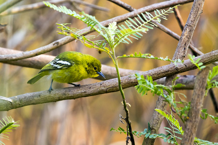 Image of bird (Green-backed Flycatcher; Ficedula elisae) on the branch on nature background. Wild Animals.の写真素材