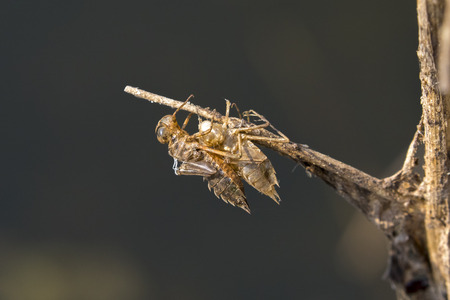 Image of Dragonfly larva dried on nature background. Wild Animals.の写真素材
