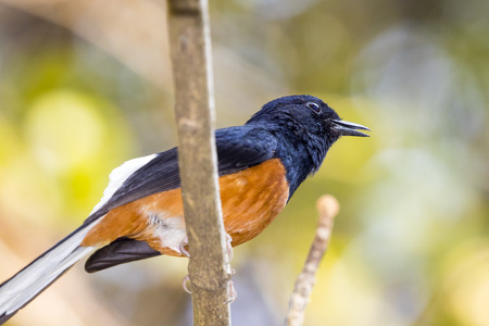 Image of bird(male) on the branch on nature background. Wild Animals.(White-rumped shama)の写真素材