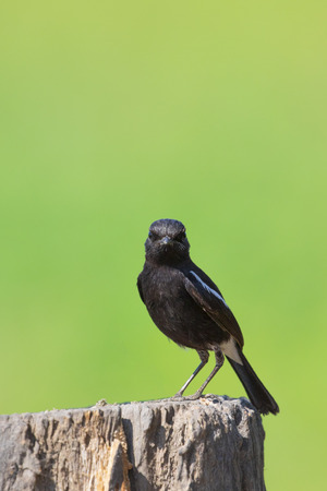 Image of bird black on nature background. Pied Bushchat ( Saxicola caprata )の写真素材