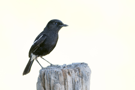Image of bird black on white background. Pied Bushchat ( Saxicola caprata )の写真素材