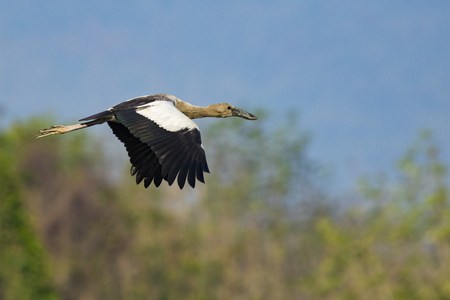 Image of asian openbill stork on nature background. Wild Animals.の写真素材