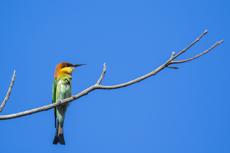 Image of bird on the branch on sky background. Wild Animals. Chestnut-headed Bee-eater (Merops leschenaulti)の写真素材