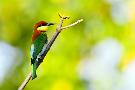 Image of bird on the branch on natural background. Wild Animals. Chestnut-headed Bee-eater (Merops...
