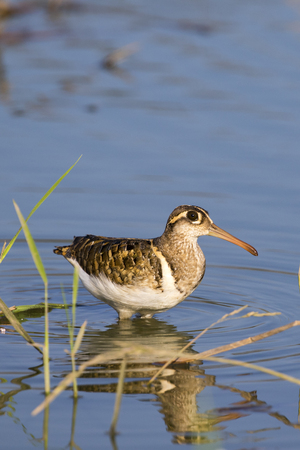 Image of birds are looking for food (Greater Painted-snipe; Rostratula benghalensis) (male). Wild Animals.の写真素材