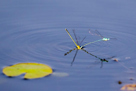 Image of two dragonflies mating on the water. Insect Animals.の写真素材