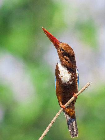 Image of bird on the branch on natural background. White-throated Kingfisher ( Halcyon smyrnensis )の写真素材