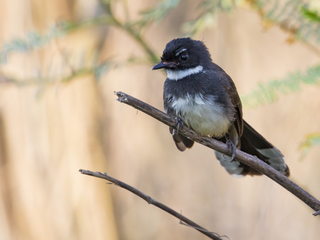 Image of bird ( White-throated Fantail, Rhipidura albicollis ) on nature background.の写真素材