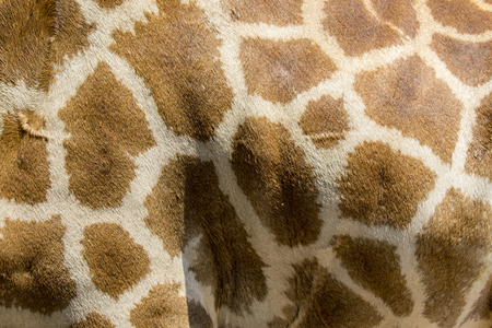 Genuine leather skin of giraffe with light and dark brown spots.の写真素材