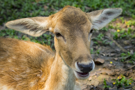 Image of a deer on nature background. wild animals.の写真素材