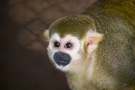 Image of a squirrel monkey in the cage. Wild Animals.の写真素材
