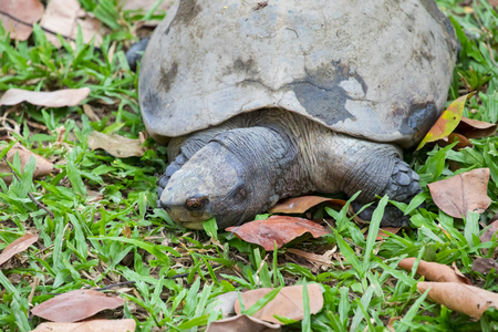 Image of a turtle on the grass. Amphibians.の写真素材