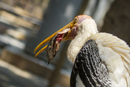 Image of a Lesser adjutant stork. wild animals.の写真素材