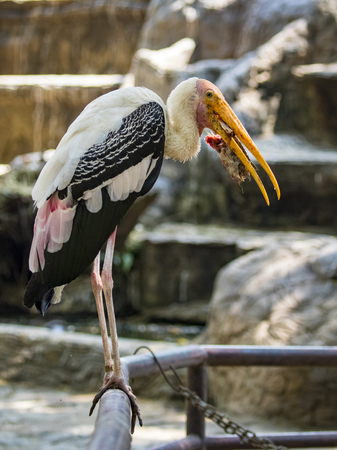 Image of a Lesser adjutant stork. wild animals.の写真素材