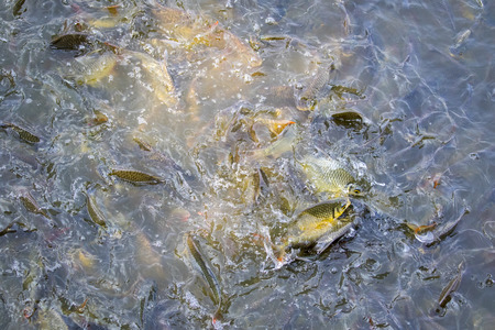 Image of a fish herd in the water(Java barb, Silver barb). Aquatic animalsの写真素材