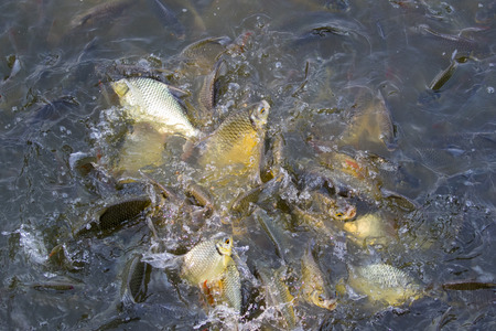 Image of a fish herd in the water(Java barb, Silver barb). Aquatic animals