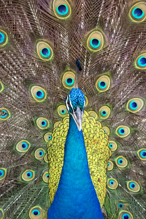 Image of a peacock showing its beautiful feathers. wild animals.の写真素材