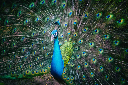Image of a peacock showing its beautiful feathers. wild animals.の写真素材