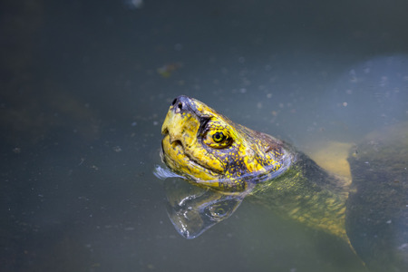 Image of a mud turtle head on water. Amphibians animals.